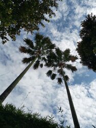 West Coast Gardens (D5), Terrace #456390981